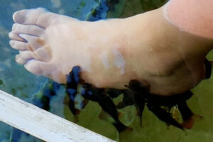 Pasook Wellness Thai Massage v/Pasook Chomdi – Odense