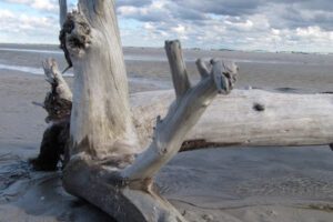 Kroppen Kalder – Lillerød