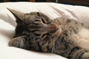 GertVinnie.dk – Egtved