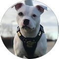 Stev Sbt